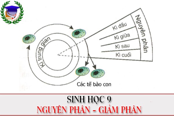 [Sinh học 9] - Nguyên phân và giảm phân (nâng cao)