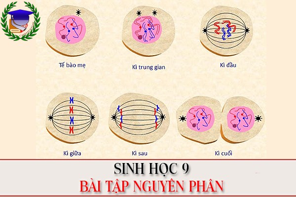 [Sinh học 9] - BT nguyên phân