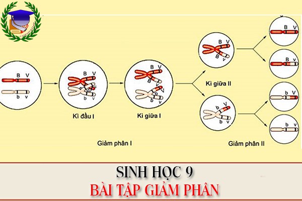 [Sinh học 9] - Giảm phân và thụ tinh