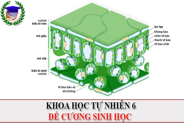 [KHTN 6] - Đề cương nội dung sinh học