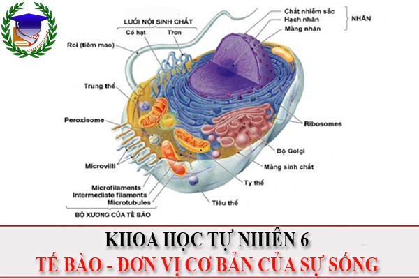 [KHTN 6] - Tế bào đơn vị cơ bản của sự sống